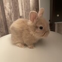 可愛いうさぎの赤ちゃん④