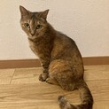8/6譲渡会参加！珍しい栗毛のキジトラかすみちゃん