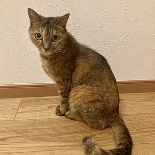 8/6譲渡会参加！珍しい栗毛のキジトラかすみちゃん