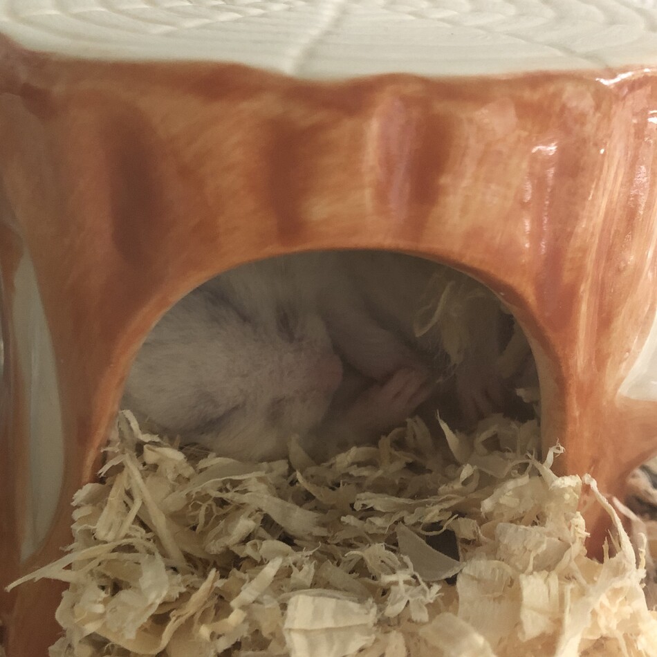 ぽけぽけのカバー写真