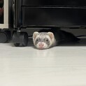フェレット里親募集