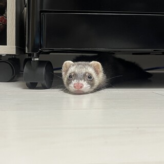 フェレット里親募集