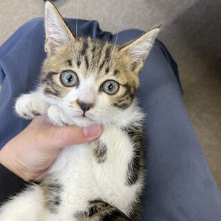 瓜シリーズ：ウリちゃん(縞瓜)