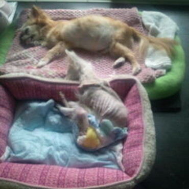 このこの先代のこたちです。介護期です。１５．１６歳まで生きてくれました。