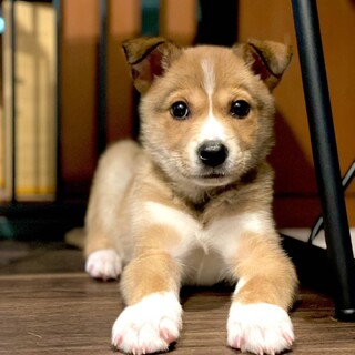 里親決定くりぃむ君