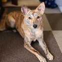まだまだお子ちゃま、可愛い野犬の『ごまラー油』