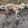まだまだお子ちゃま、可愛い野犬の『ごまラー油』 サムネイル3