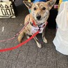 まだまだお子ちゃま、可愛い野犬の『ごまラー油』 サムネイル4