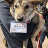 まだまだお子ちゃま、可愛い野犬の『ごまラー油』 サムネイル5