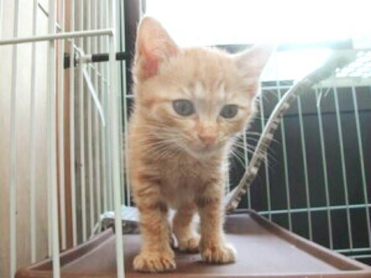 引き渡し決まりました」子犬、子猫用キャリーバッグ （里親様決まり 
