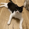 6/25譲渡会参加おっとりマイペースなぼくちゃん