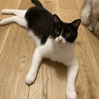 6/25譲渡会参加おっとりマイペースなぼくちゃん