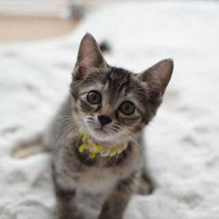 人が大好きな甘えん坊姉妹（あおちゃん）