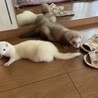 いへまや