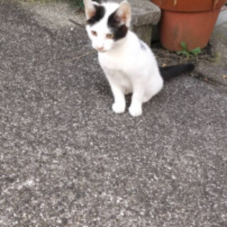 甘えん坊白黒チビスケ君