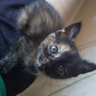 ふあふあ♡ちびサビちゃん