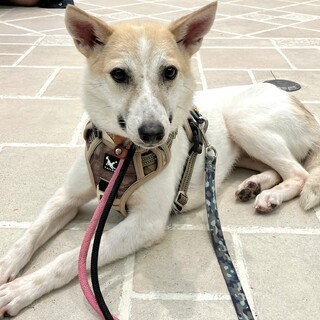 好奇心旺盛なゆきちゃん