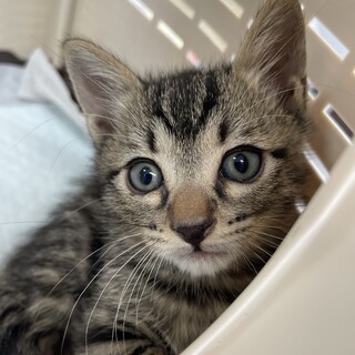 瓜シリーズ：へちまくん(糸瓜)