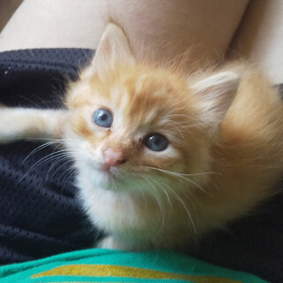 ちびっこふあふあ茶トラ君