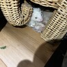 お気に入りの象の籠の下