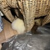 象の籠はいつも満員