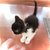 生後一ヵ月　チビまんまる子ちゃん サムネイル5