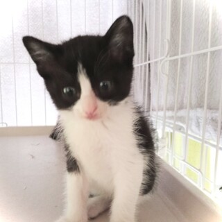 生後一ヵ月　チビまんまる子ちゃん