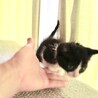 生後一ヵ月　チビまんまる子ちゃん サムネイル2