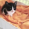 生後一ヵ月　チビまんまる子ちゃん サムネイル4