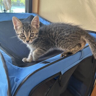 キジトラの男の子