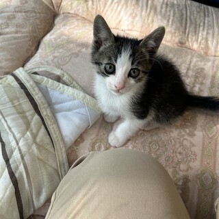 キジ白の男の子