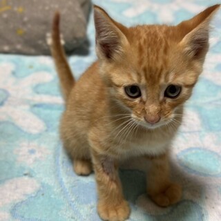 可愛い茶トラの男の子