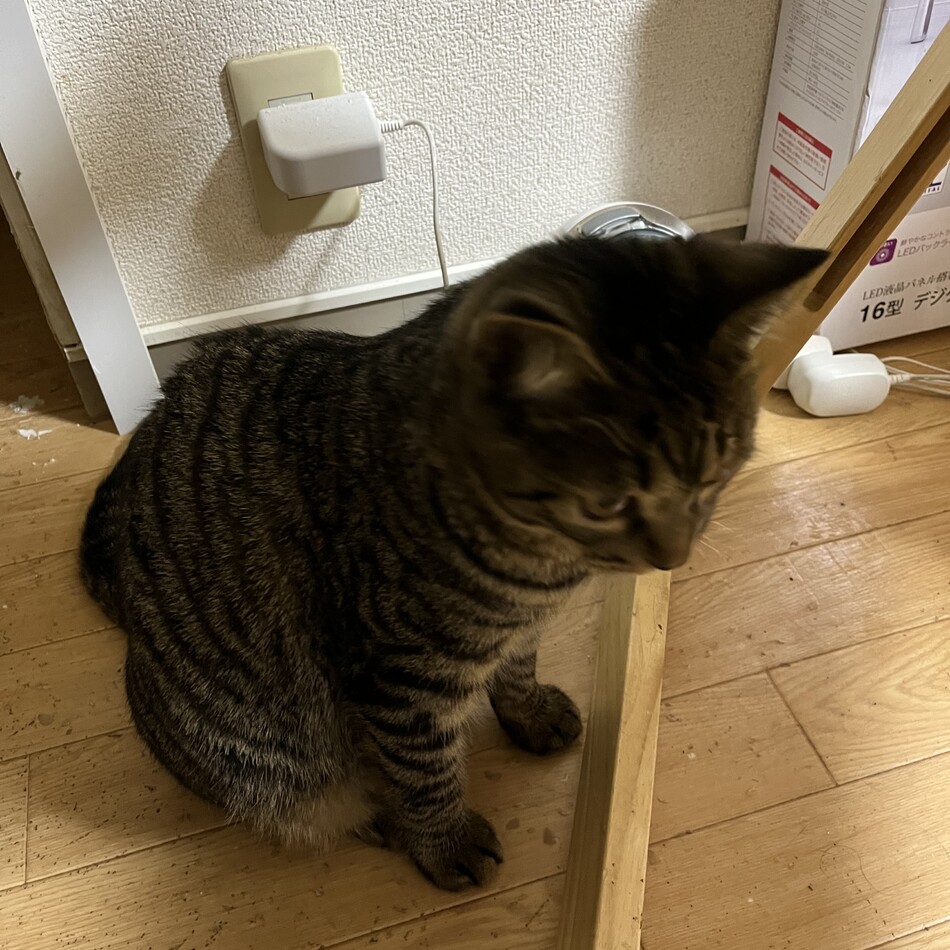 ロロのカバー写真