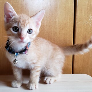 ふわふわ茶トラの元気な男の子ジョルノ