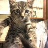 一緒に保護した子猫です⭐︎2カ月の男の子です☆ワクチン済です☆