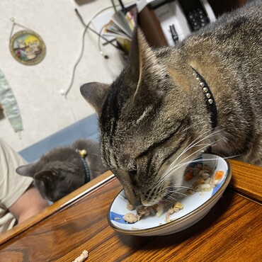 雹たん『ボクが食べてあげます♡』雷Ｇちゃんのお手伝い（＾∇＾）