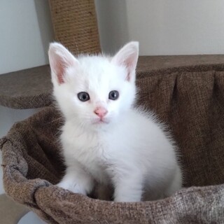 1ヶ月半の可愛い「しらたまくん」