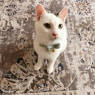 6/25稲毛海岸ෆ⃛猫も犬も人も大好きෆ⃛若丸くん