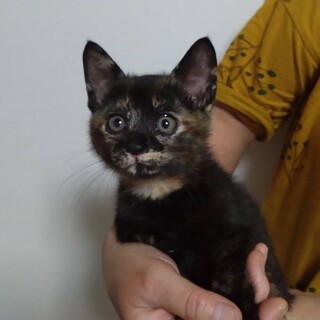 よく慣れた可愛い「ルナちゃん」