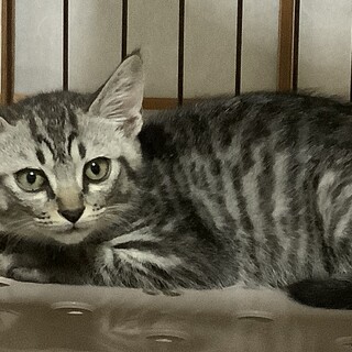 かわいい盛りのサバ柄の子猫ちゃん！