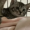 かわいい盛りのサバ柄の子猫ちゃん！ サムネイル2