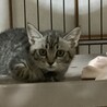 かわいい盛りのサバ柄の子猫ちゃん！ サムネイル3