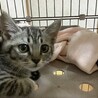 かわいい盛りのサバ柄の子猫ちゃん！ サムネイル4