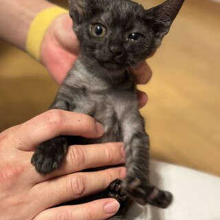 甘えん坊な子猫の里親さんを募集します！