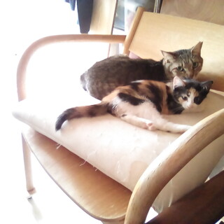 三毛女の子ウロウロさ迷っていたので保護しました