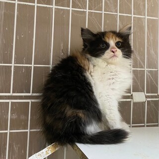 7/16荒川区西尾久譲渡会参加　アンジュちゃん