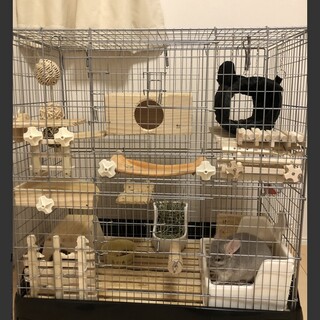 チンチラ　シナモンカラー・おそらく男の子