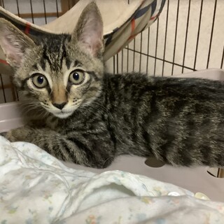 元気いっぱい、キジ柄の子猫ちゃん！