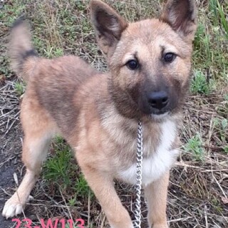 23-W113　いらずら大好きで賢い女の子♪