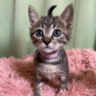 8/6さいたま市岩槻譲渡会参加　マリブ